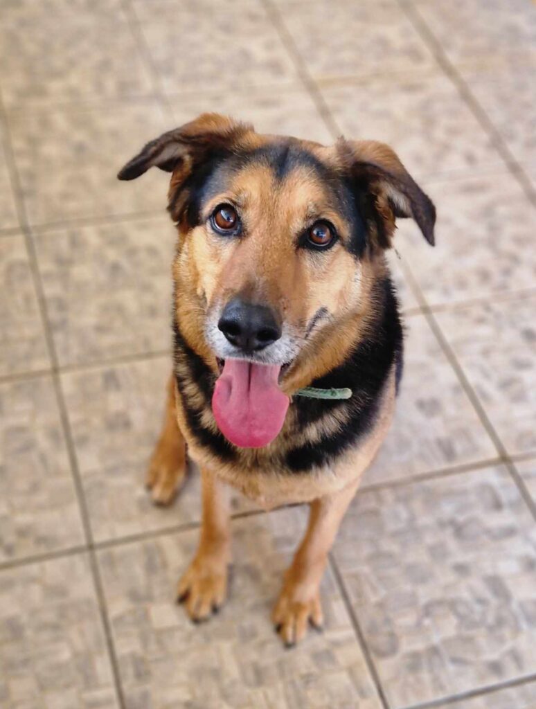 Victor - German Shepherd cross dog for adoption - SPDC