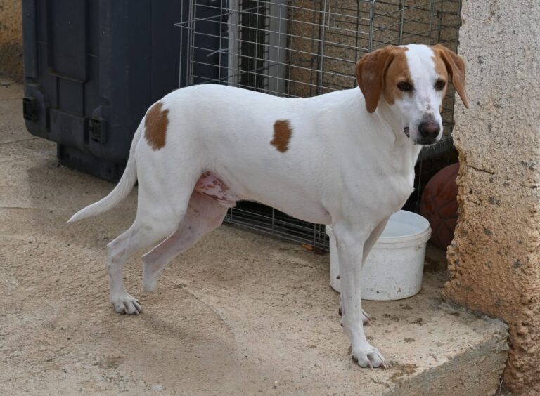 Oscar - Istrian Hound dog for adoption - SPDC