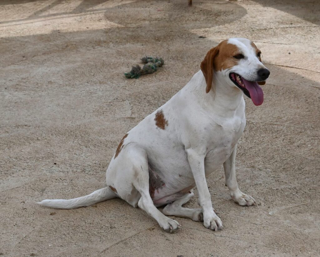 Yennefer - Istrian Hound dog for adoption - SPDC