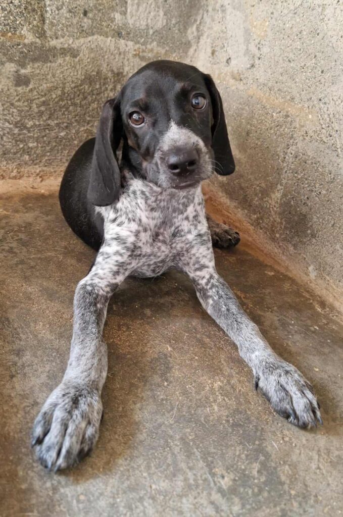 Bambi - Mixed breed dog for adoption - SPDC