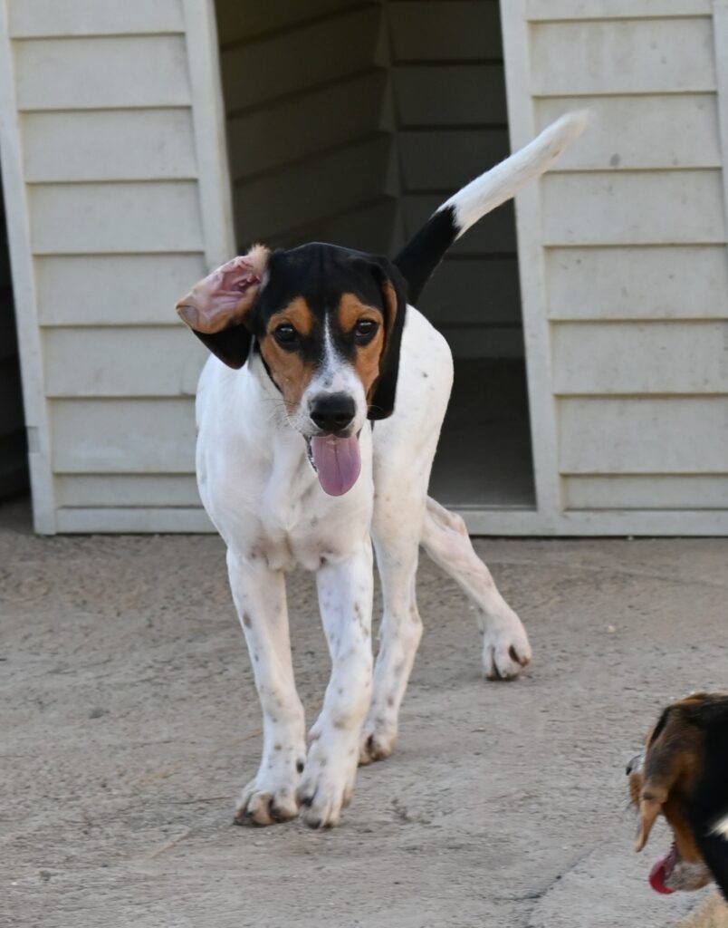 Benjy - Mixed breed dog for adoption - SPDC