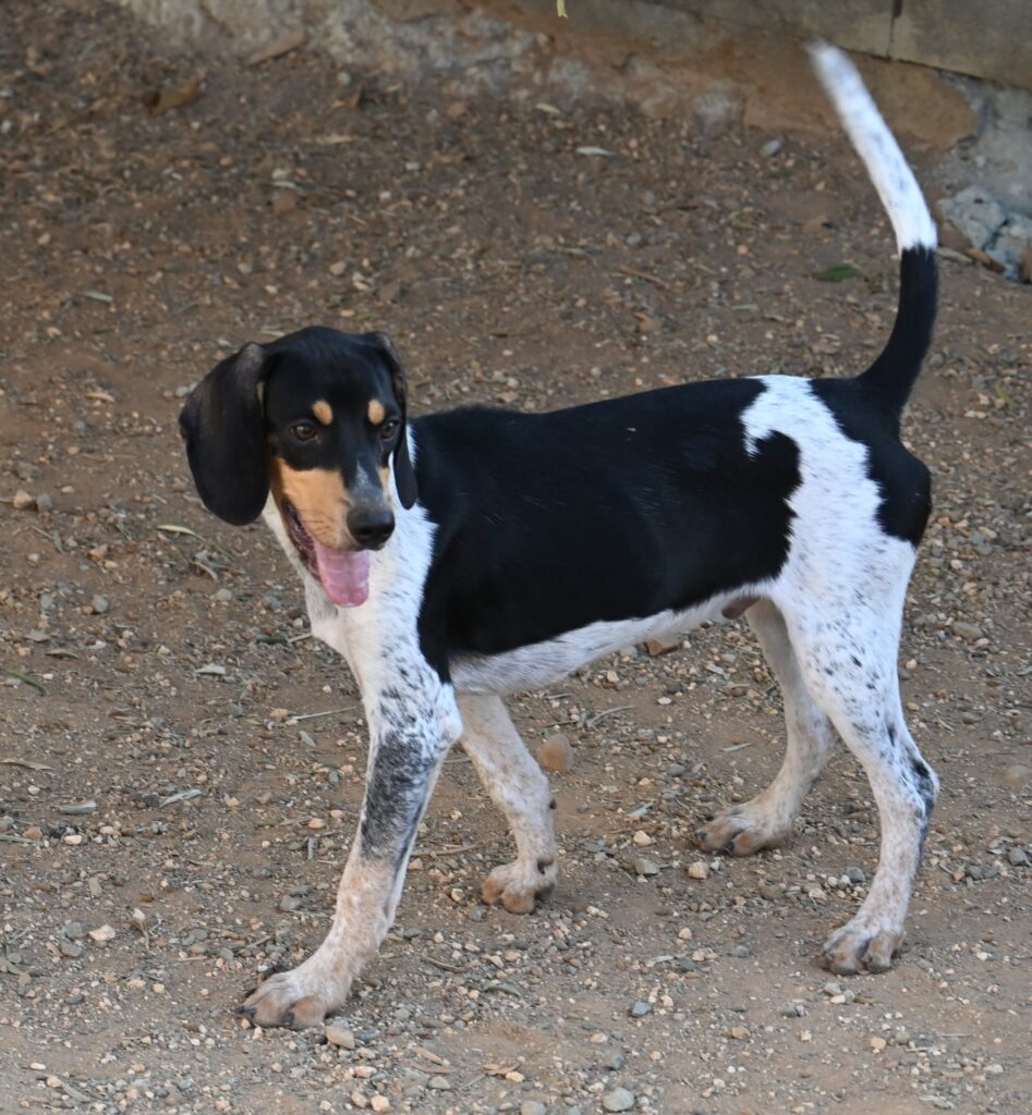Baxter - Mixed breed dog for adoption - SPDC