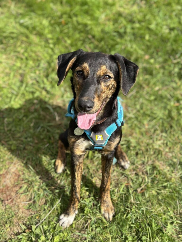 Rina - Mixed breed dog for adoption - SPDC