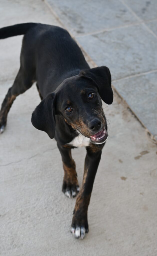 Dee Dee - Mixed breed dog for adoption - SPDC