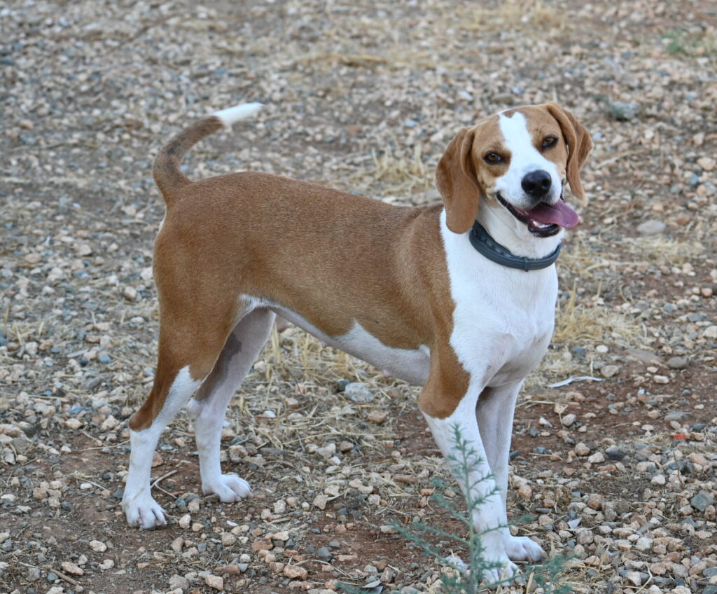 Ida - Pointer cross dog for adoption - SPDC