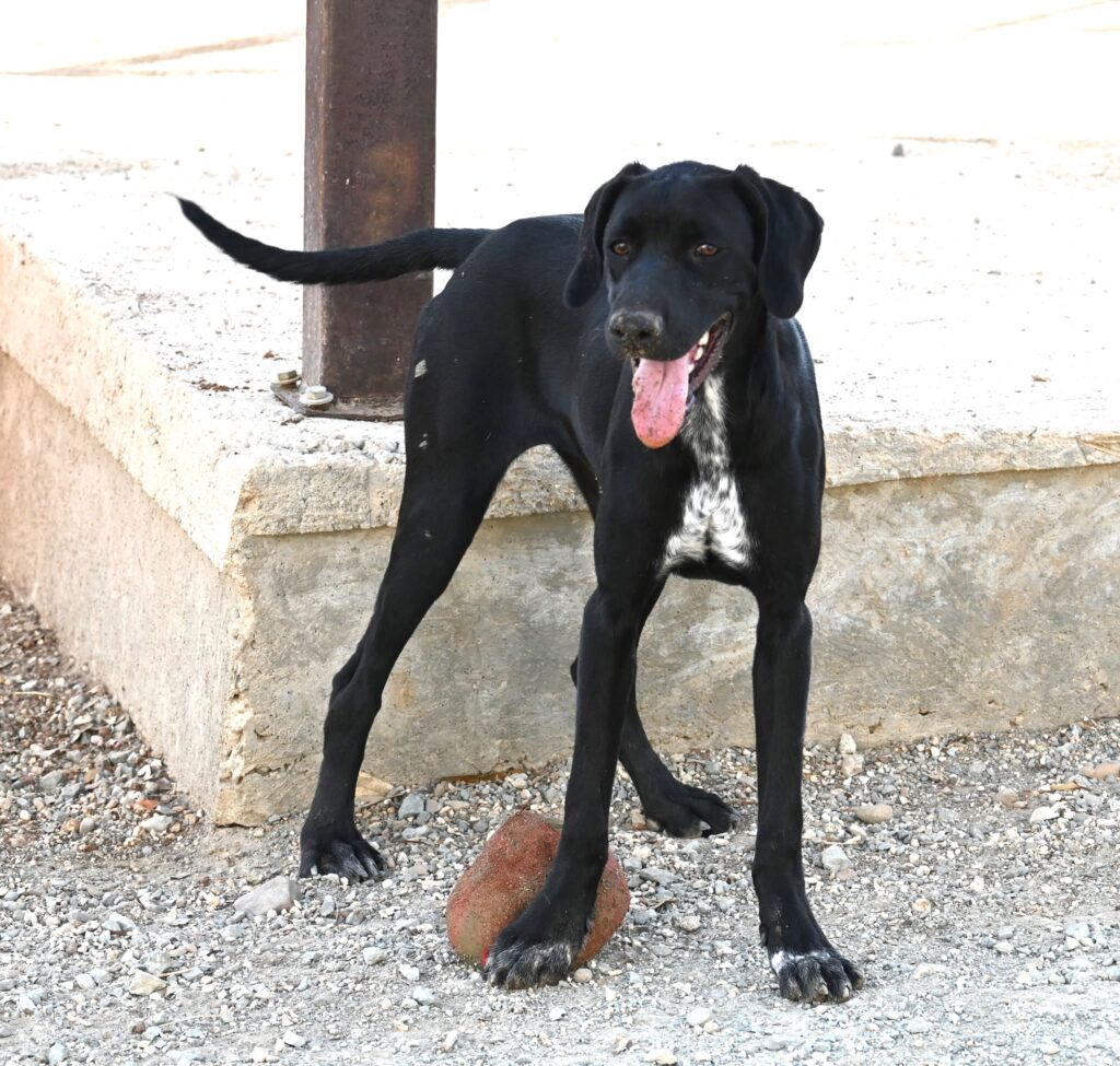 Iris - Pointer cross dog for adoption - SPDC