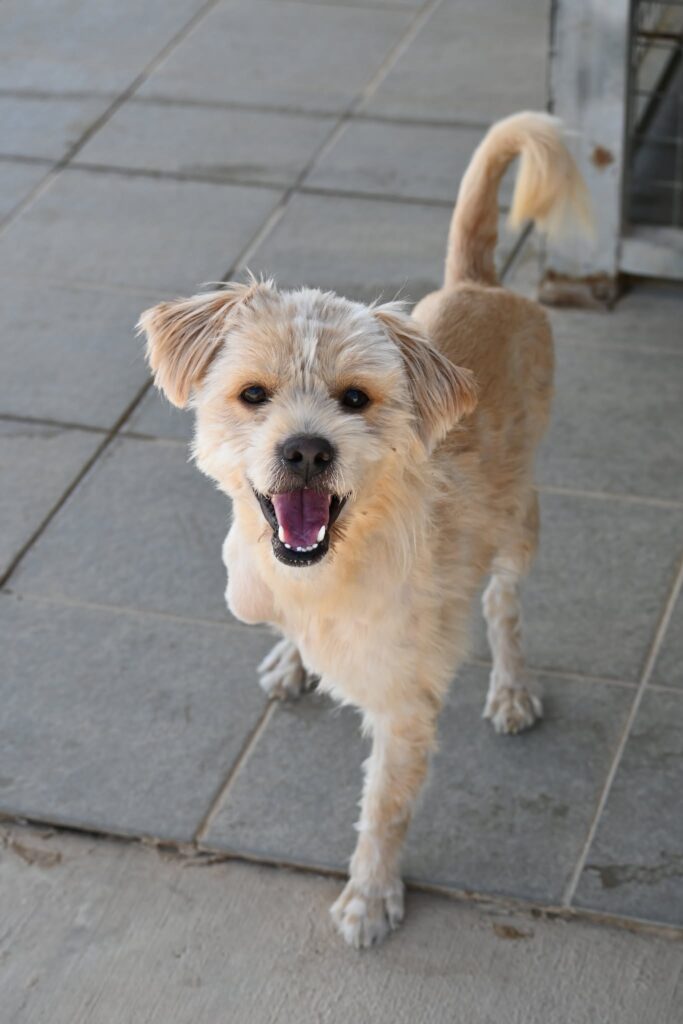 Caspar - Mixed breed dog for adoption - SPDC