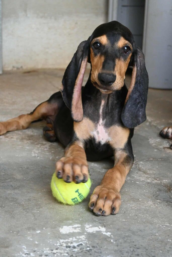 Moose - Segugio Italiano cross dog for adoption - SPDC