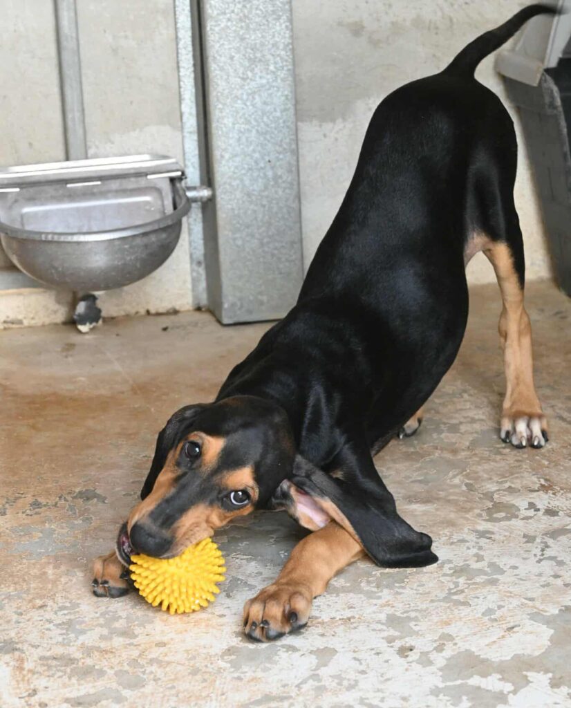 Jimmy - Segugio Italiano cross dog for adoption - SPDC