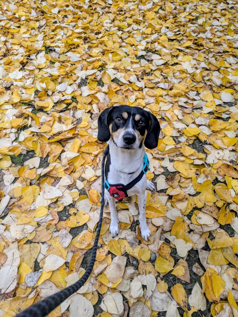 Hutch - Beagle cross dog for adoption - SPDC