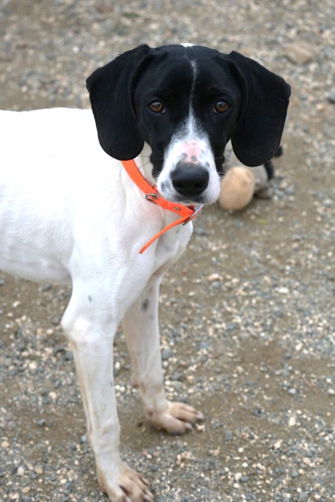 Snow - Pointer cross dog for adoption - SPDC
