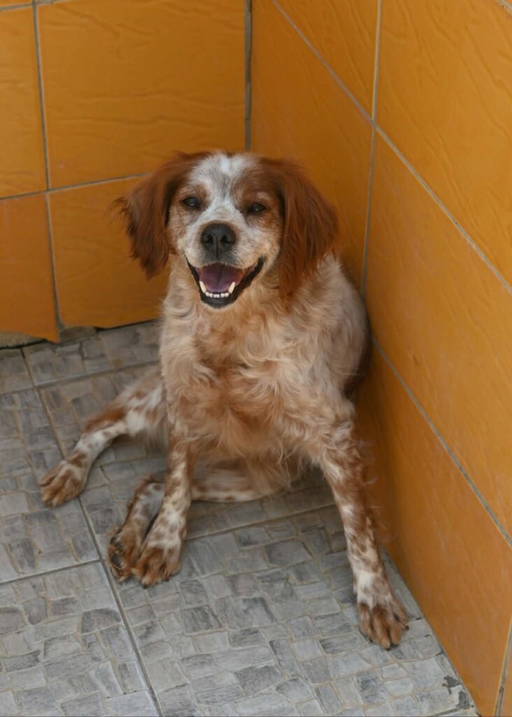 LuLu - Brittany Spaniel cross dog for adoption - SPDC