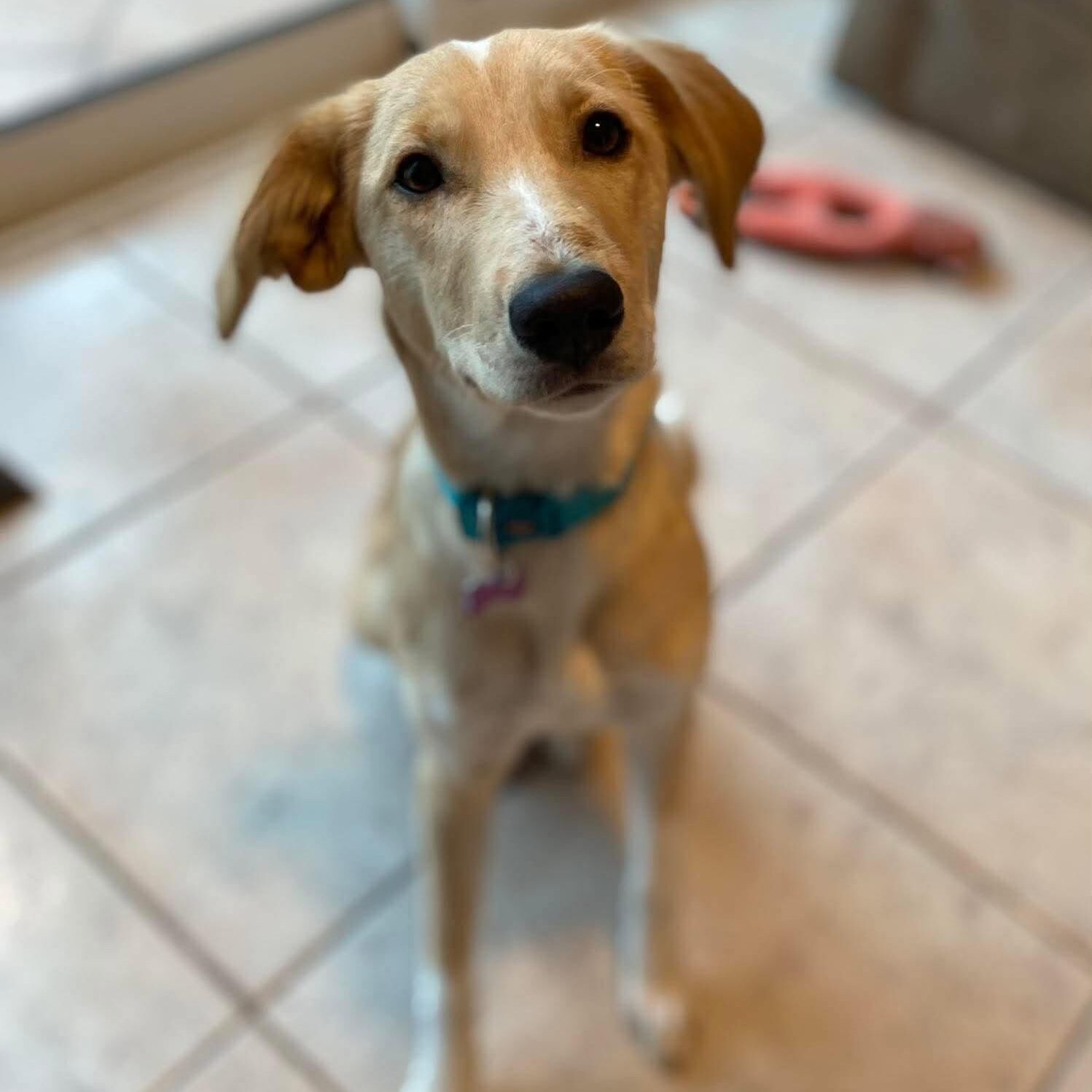 Maple
